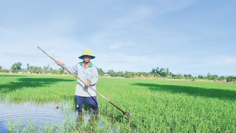 Diện tích trồng lúa giảm gần 80.000ha 