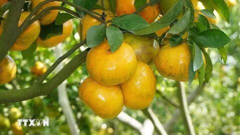 Quýt hồng Đồng Tháp - từ vườn cây đến sản phẩm du lịch nông nghiệp 