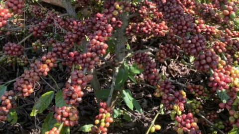 Giá cà phê thế giới tăng trở lại, tồn kho Arabica xuống mức thấp kỷ lục