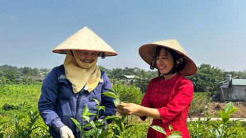 Quy hoạch vùng chè từ nhu cầu thị trường