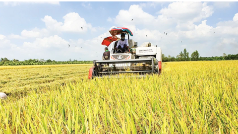 Đưa gạo xanh Việt Nam vươn tầm quốc tế