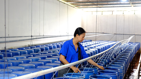 Nâng tầm sản phẩm OCOP: Đòn bẩy phát triển kinh tế nông thôn bền vững 