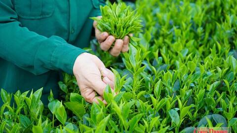 Chủ động đáp ứng chuẩn EU, mở rộng dư địa xuất khẩu nông sản nhờ EVFTA