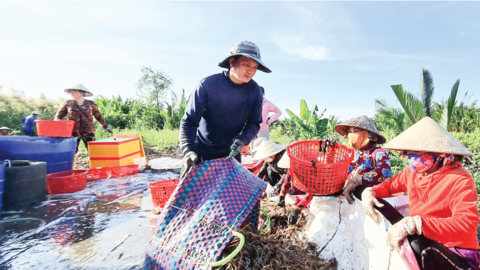 Sản lượng thủy sản 9 tháng đạt 564.794 tấn 