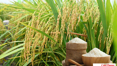 Giá lúa gạo hôm nay ngày 12/10/2026: Giá lúa tươi tăng nhẹ