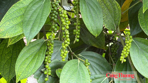 Giá tiêu hôm nay 14/10/2026: Neo cao từ 137.500 – 140.000 đồng/kg