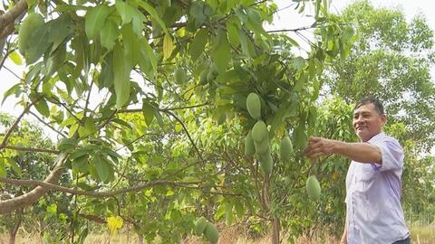 Cây xoài keo "bén duyên" trên mảnh đất khô cằn, sỏi đá vùng biên