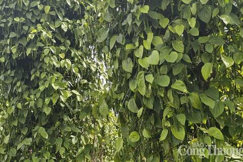 <a href="/nong-nghiep" title="Nông nghiệp" rel="dofollow">nông nghiệp</a>