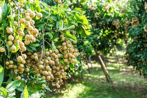 <a href="/nong-nghiep" title="Nông nghiệp" rel="dofollow">nông nghiệp</a>