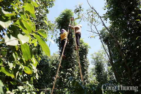 <a href="/nong-nghiep" title="Nông nghiệp" rel="dofollow">nông nghiệp</a>