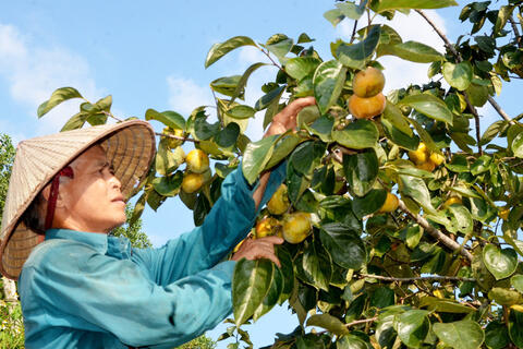 <a href="/nong-nghiep" title="Nông nghiệp" rel="dofollow">nông nghiệp</a>