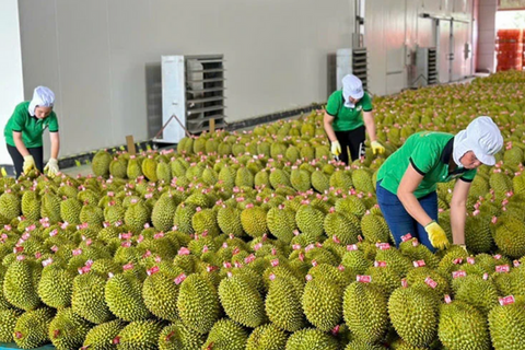 <a href="/xuat-khau" title="Xuất khẩu" rel="dofollow">Xuất khẩu</a>