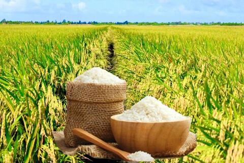 <a href="/nong-nghiep" title="Nông nghiệp" rel="dofollow">nông nghiệp</a>