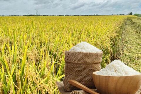 <a href="/nong-nghiep" title="Nông nghiệp" rel="dofollow">nông nghiệp</a>