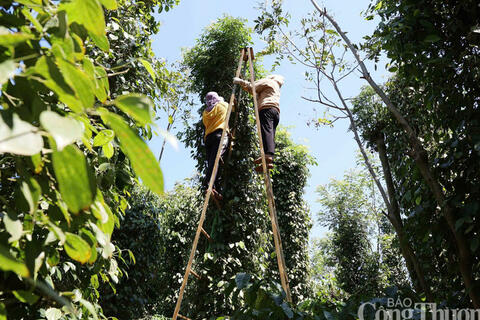 <a href="/nong-nghiep" title="Nông nghiệp" rel="dofollow">nông nghiệp</a>