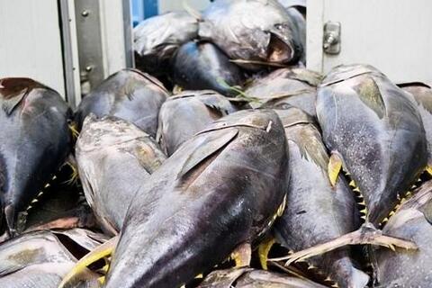 <a href="/xuat-khau" title="Xuất khẩu" rel="dofollow">Xuất khẩu</a>