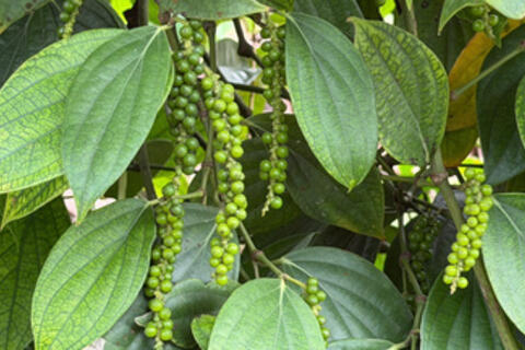 <a href="/nong-nghiep" title="Nông nghiệp" rel="dofollow">nông nghiệp</a>