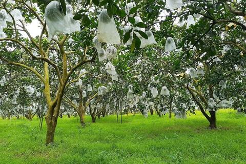 <a href="/nong-nghiep" title="Nông nghiệp" rel="dofollow">nông nghiệp</a>