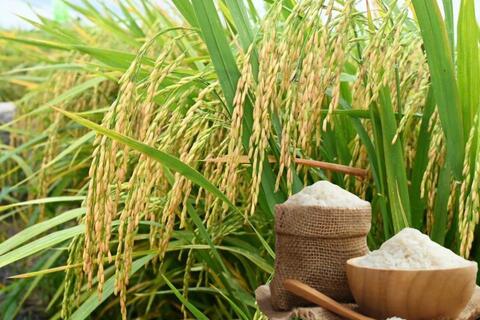 <a href="/nong-nghiep" title="Nông nghiệp" rel="dofollow">nông nghiệp</a>