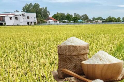 <a href="/nong-nghiep" title="Nông nghiệp" rel="dofollow">nông nghiệp</a>