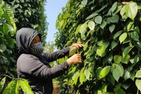 <a href="/nong-nghiep" title="Nông nghiệp" rel="dofollow">nông nghiệp</a>