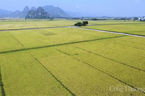 <a href="/xuat-khau" title="Xuất khẩu" rel="dofollow">Xuất khẩu</a>