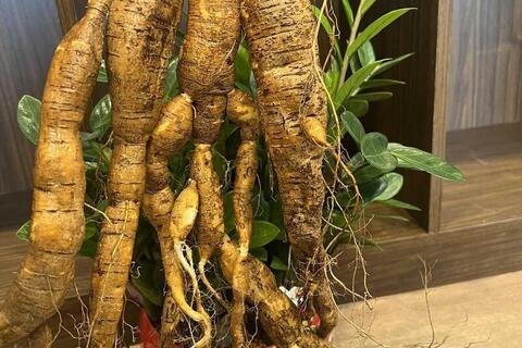 <a href="/nong-nghiep" title="Nông nghiệp" rel="dofollow">nông nghiệp</a>