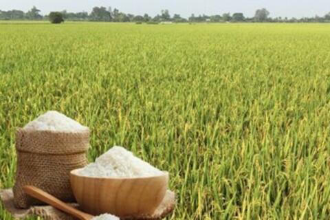 <a href="/nong-nghiep" title="Nông nghiệp" rel="dofollow">nông nghiệp</a>