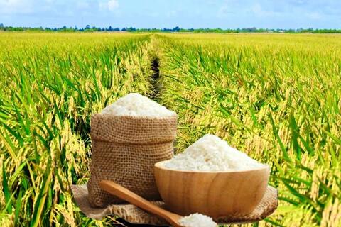 <a href="/nong-nghiep" title="Nông nghiệp" rel="dofollow">nông nghiệp</a>