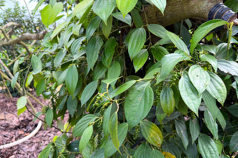 <a href="/nong-nghiep" title="Nông nghiệp" rel="dofollow">nông nghiệp</a>