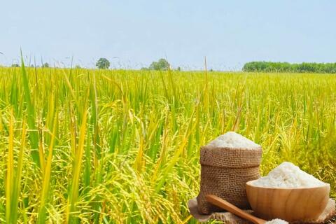 <a href="/nong-nghiep" title="Nông nghiệp" rel="dofollow">nông nghiệp</a>