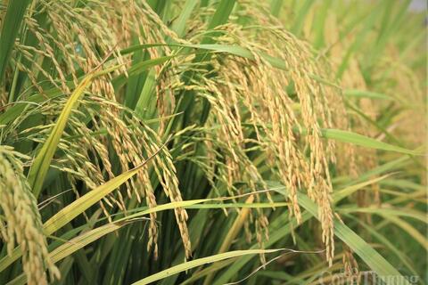 <a href="/xuat-khau" title="Xuất khẩu" rel="dofollow">Xuất khẩu</a>