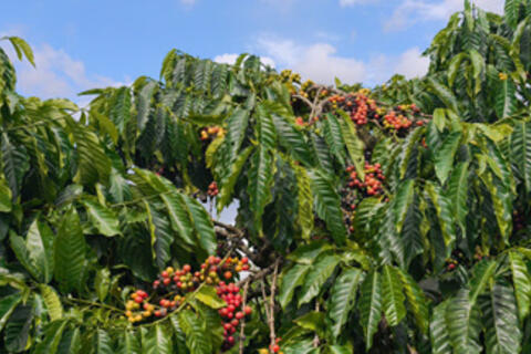 <a href="/nong-nghiep" title="Nông nghiệp" rel="dofollow">nông nghiệp</a>