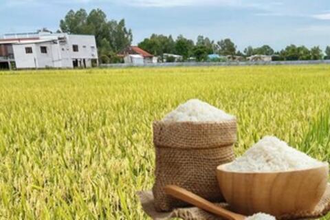 <a href="/xuat-khau" title="Xuất khẩu" rel="dofollow">Xuất khẩu</a>