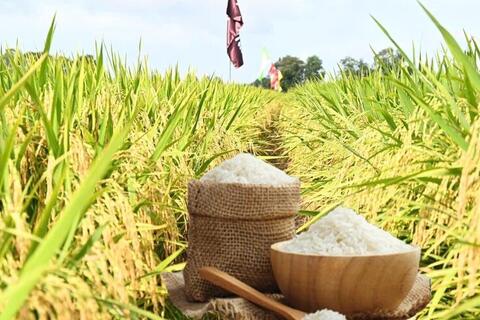 <a href="/nong-nghiep" title="Nông nghiệp" rel="dofollow">nông nghiệp</a>