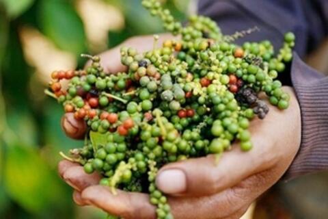 <a href="/nong-nghiep" title="Nông nghiệp" rel="dofollow">nông nghiệp</a>