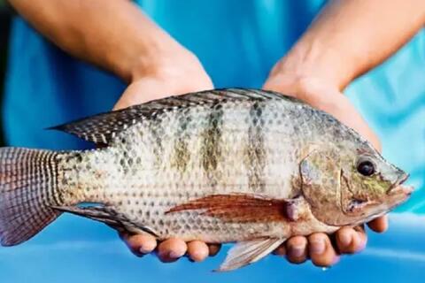 <a href="/xuat-khau" title="Xuất khẩu" rel="dofollow">Xuất khẩu</a>