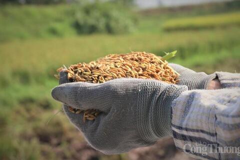 <a href="/nong-nghiep" title="Nông nghiệp" rel="dofollow">nông nghiệp</a>