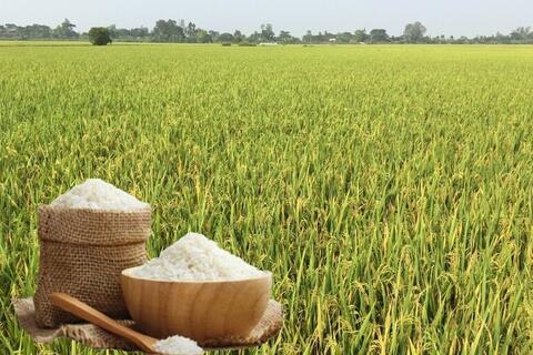 <a href="/nong-nghiep" title="Nông nghiệp" rel="dofollow">nông nghiệp</a>