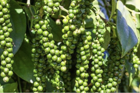 <a href="/nong-nghiep" title="Nông nghiệp" rel="dofollow">nông nghiệp</a>