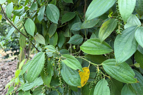 <a href="/nong-nghiep" title="Nông nghiệp" rel="dofollow">nông nghiệp</a>