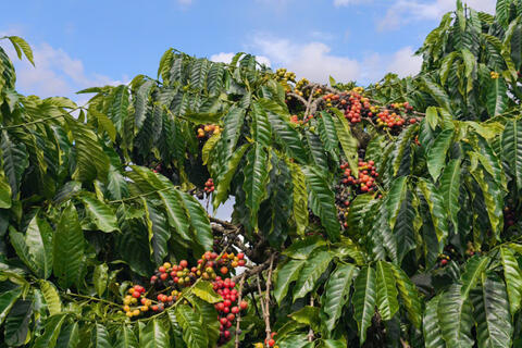 <a href="/nong-nghiep" title="Nông nghiệp" rel="dofollow">nông nghiệp</a>