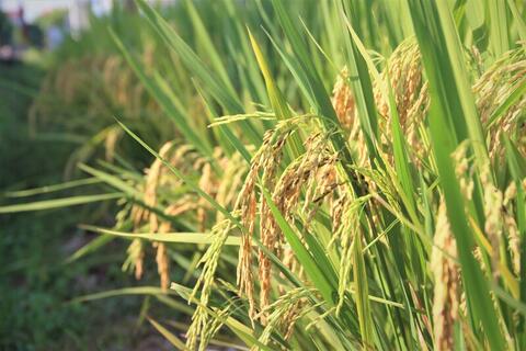 <a href="/xuat-khau" title="Xuất khẩu" rel="dofollow">Xuất khẩu</a>