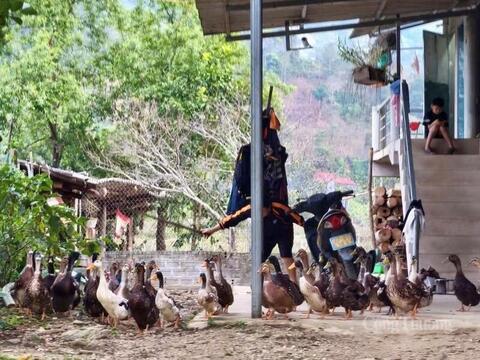 Mường Lạn đánh thức lợi thế giống vịt cổ xanh, hướng tới sản phẩm OCOP