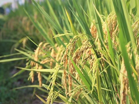 Gạo thơm Việt Nam tiếp tục mở rộng hiện diện tại thị trường EU