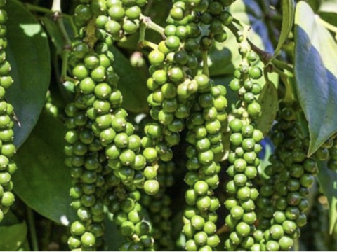 Giá tiêu hôm nay 16/3/2026: Dao động từ 142.500 - 144.500 đồng/kg