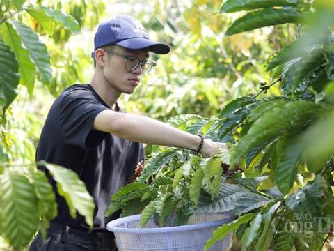 Giá cà phê hôm nay 18/3/2026: Tăng nhẹ 200 đồng/kg