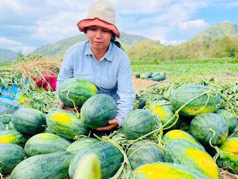 Lâm Đồng kêu gọi 'giải cứu' dưa hấu