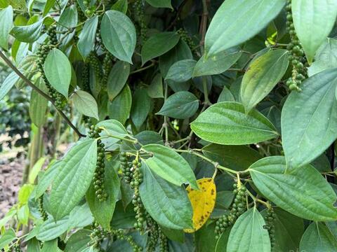 Giá tiêu hôm nay 18/3/2026: Cao nhất đạt 143.000 đồng/kg