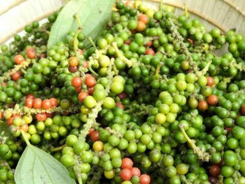 Giá tiêu hôm nay 19/3/2026: Lao dốc, rớt giá đến 5.000 đồng/kg